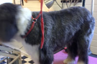 Services available from our Dog Grooming salon in Streetly